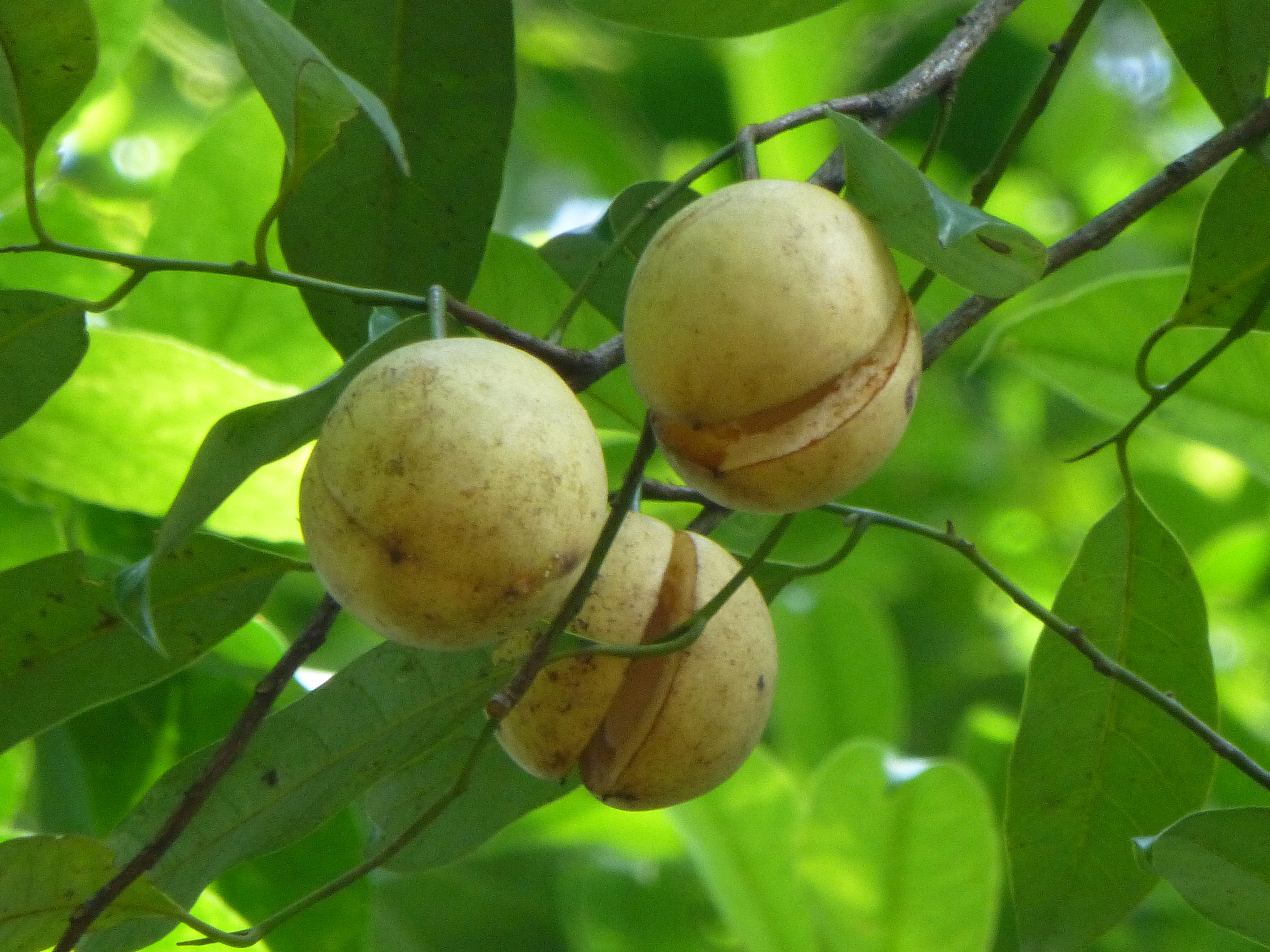 درخت جوز بویا